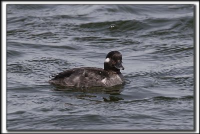 PETIT GARROT, femelle   /   BUFFLEHEAD, female    _HP_8435 aa