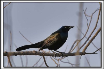 QUISCALE BRONZ  /  COMMON GRACKLE    _HP_8021 a a