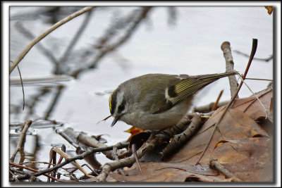 OITELET  COURONNE DORE, male   /  GOLDEN-CROWNED KINGLET, male     _HP_8705 a a 