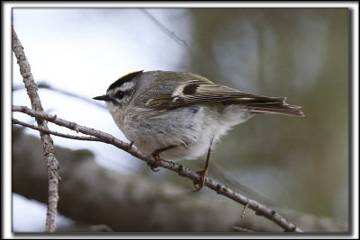 OITELET  COURONNE DORE, male   /  GOLDEN-CROWNED KINGLET, male     _HP_8659 a a