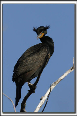 CORMORAN  AIGRETTES   /   DOUBLE-CRESTED CORMORANT    _HP_8847 a a