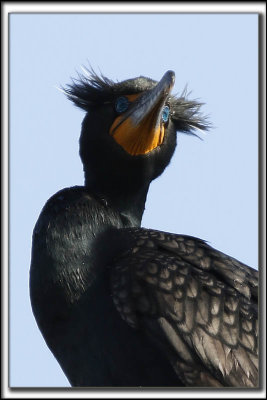 CORMORAN  AIGRETTES   /   DOUBLE-CRESTED CORMORANT    _HP_8965 a ab