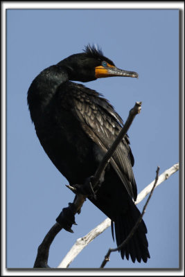 CORMORAN  AIGRETTES   /   DOUBLE-CRESTED CORMORANT    _HP_8893 a a