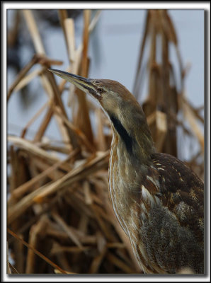 BUTOR D'AMRIQUE mle /  AMERICAN BITTERN male    _HP_9137 a a