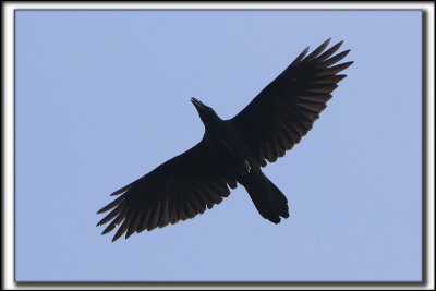 GRAND CORBEAU  / COMMON RAVEN     _P0A1501 a a