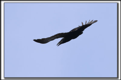 GRAND CORBEAU  / COMMON RAVEN     _P0A1451 a a 