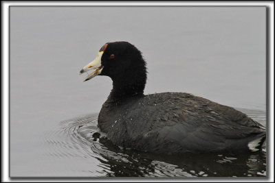 FOULQUE D'AMRIQUE   /    AMERICAN COOT   _MG_0418 aa