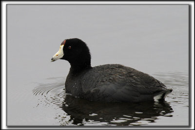 FOULQUE D'AMRIQUE   /    AMERICAN COOT   _MG_0438 aa b
