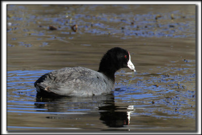 FOULQUE D'AMRIQUE   /    AMERICAN COOT