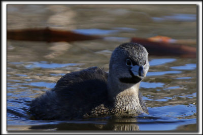 GRBE  BEC BIGARR  /   PIED-BILLED GREBE    _HP_9488 a a