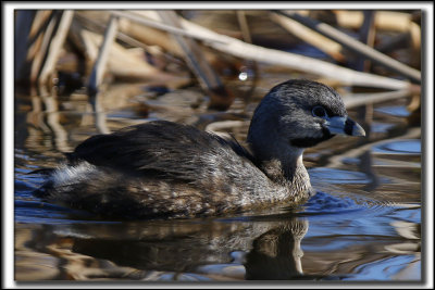 GRBE  BEC BIGARR  /   PIED-BILLED GREBE