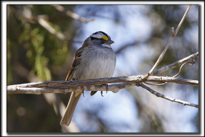  BRUANT  GORGE BLANCHE, mle   /  WHITE-THROATED SPARROW, male      _MG_8841 a a