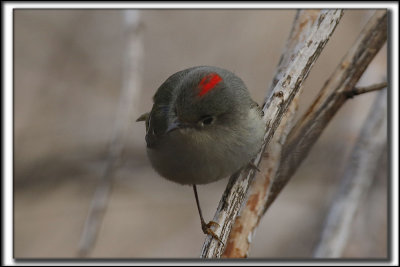 ROITELET  COURONNE RUBIS, mle   /   RUBY-CROWNED  KINGLET, male    _HP_9697_a_a