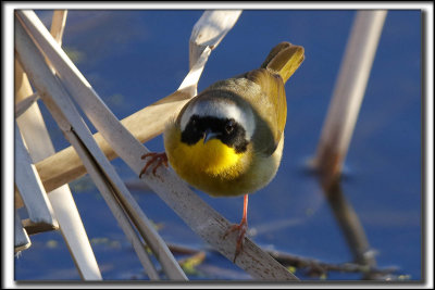 PARULINE MASQUE  mle  /  COMMON YELLOWTHROAT WARBLER, male    _HP_9632_a_a