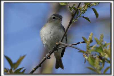 VIRO MLODIEUX    /    WARBLING VIREO    _HP_1248_a_a