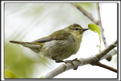 PARULINE OBSCURE   /   TENESSEE WARBLER      _MG_5602_a_a