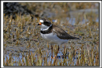PLUVIER SEMIPALM  /  SEMIPALMETED PLOVER    _HP_1924_a_a