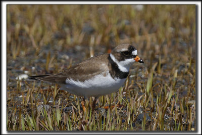 PLUVIER SEMIPALM  /  SEMIPALMETED PLOVER    _HP_1883_a_a