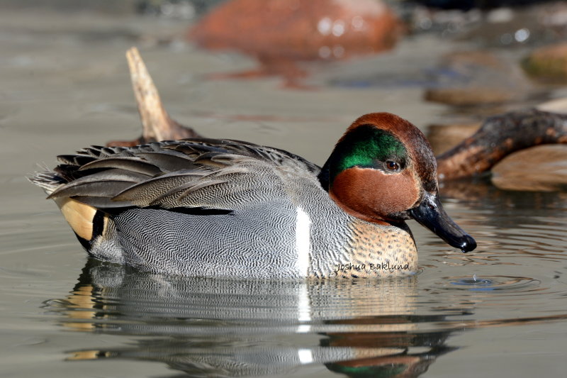 Green Wing Teal 7