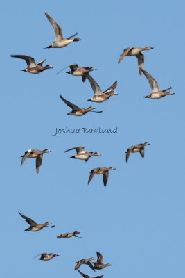 Flock of Wigeon, Pintail, Teal