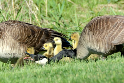 Goslings with Parents