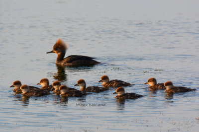 Hooded Merganser Family