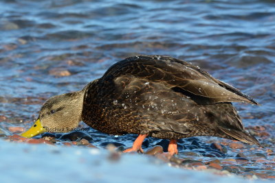 Superior Black Duck