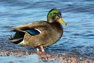 Double Banded Mallard