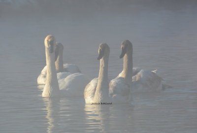 Foggy Swans