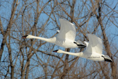 Swan Pair