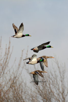 Mallard In Flight