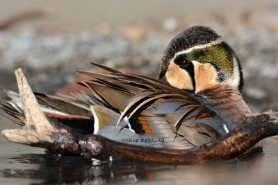 Baikal Teal