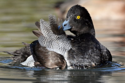 Lesser Scaup Preening