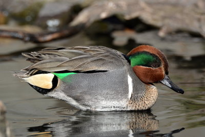 Green Wing Teal 2