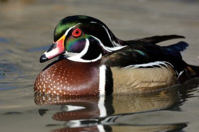 Drake Wood Duck 2