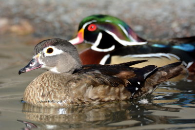 Wood Duck Pair 2