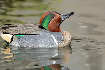 Green Wing Teal 3
