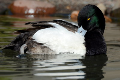 Greater Scaup 2
