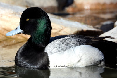 Greater Scaup 3