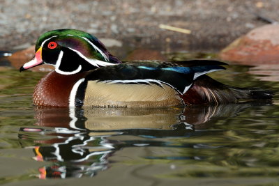 Drake Wood Duck 3