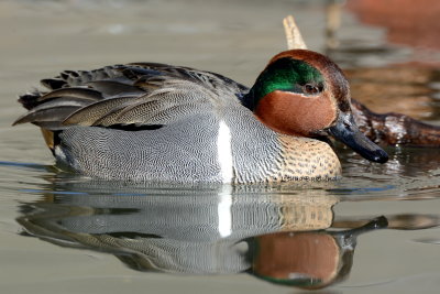 Green Wing Teal 5