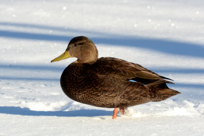 Black Duck in Snow