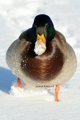 Snowy Mallard