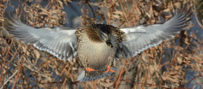 Hen Mallard Inbound 3