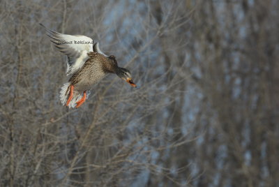 Hen Mallard Dropping In