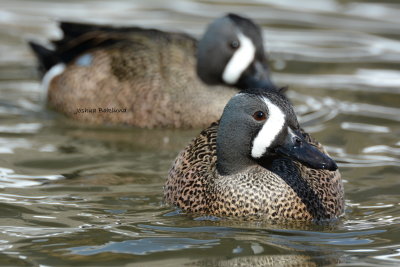 Pair of Drake Blue Wing Teal