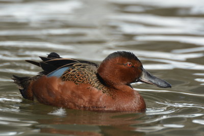 Cinnamon Teal 2