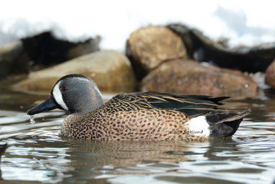Blue Wing Teal 2
