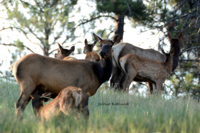 Nursing calf