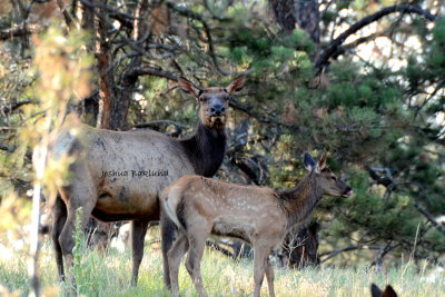 Momma and calf elk